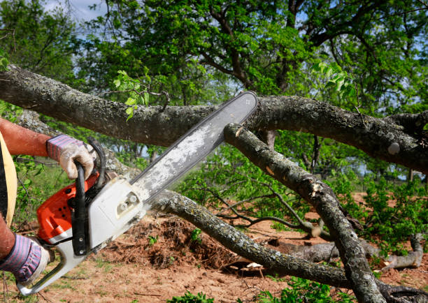 Best Tree Risk Assessment  in Royal Pines, NC